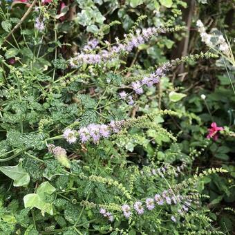 Mentha arvensis 'Strawberry'