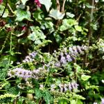 Mentha arvensis 'Strawberry' - 