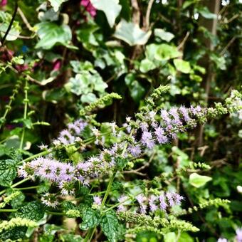 Mentha arvensis 'Strawberry'