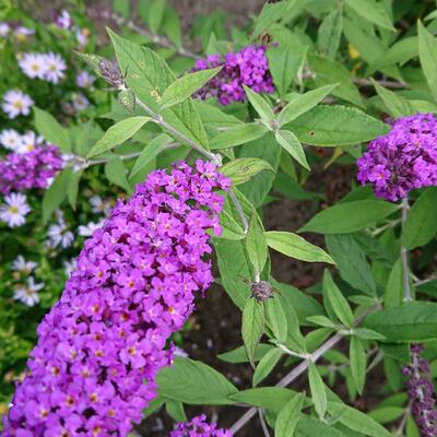 Buddleja davidii FREE PETITE 'Dark Pink' - 