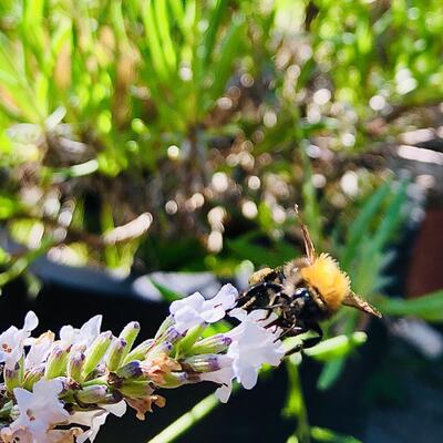 Lavandula angustifolia 'Alba' - Lavandula angustifolia 'Alba'