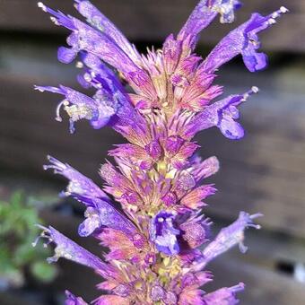 Agastache 'Blue Boa'