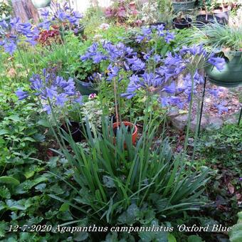 Agapanthus campanulatus 'Oxford Blue'