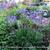 Agapanthus campanulatus 'Oxford Blue'