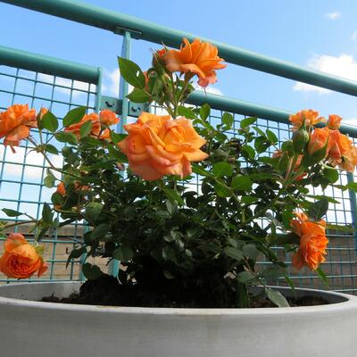 Rosa 'Clementine' - 