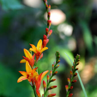 Crocosmia x crocosmiiflora 'Fire Jumper'