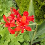 Crocosmia x crocosmiiflora 'Red Knight' - 