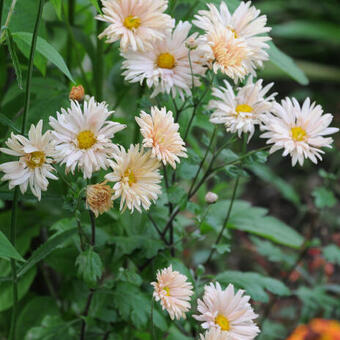 Chrysanthemum 'Apricot'