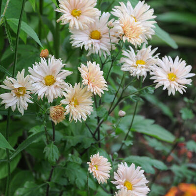 Chrysanthemum 'Apricot' - 