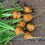 Daucus carota 'Parijse Markt' - 