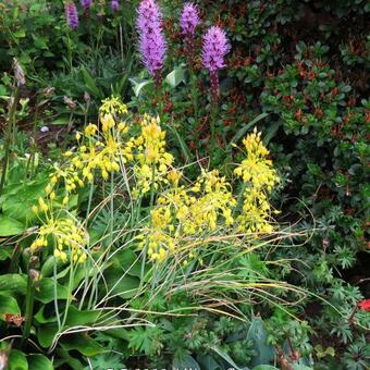 Allium flavum