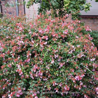 Abelia x grandiflora 'Edward Goucher'