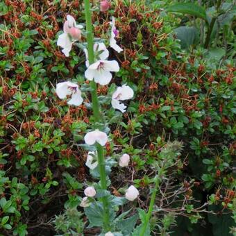 Verbascum blattaria f. albiflorum