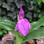 Roscoea purpurea 'Twin Towers' - 