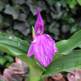 Roscoea purpurea 'Twin Towers'