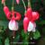 Fuchsia 'Wilson's Pearls'