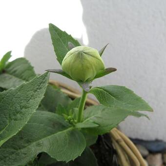 Platycodon grandiflorus 'Astra Pink'