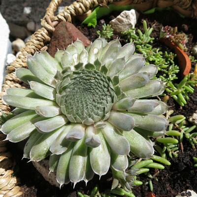 Orostachys thyrsiflora  - 