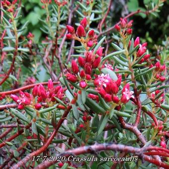 Crassula sarcocaulis