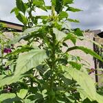 Amaranthus retroflexus - 