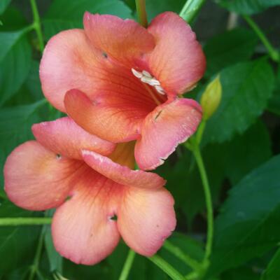 Amerikanische Klettertrompete - Campsis radicans