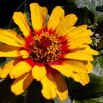 Zinnia haageana - 