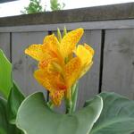 Canna lutea - 