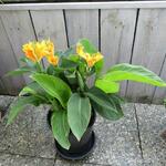 Canna lutea - 