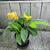 Canna lutea