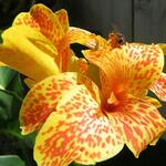 Canna lutea - 