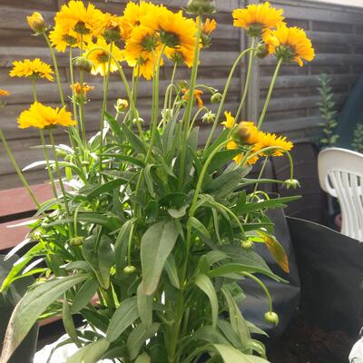 Coreopsis grandiflora - 