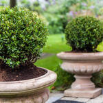 Ilex crenata 'Glory Gem' - 