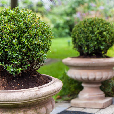 Ilex crenata 'Glory Gem' - 