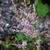 Astilbe glaberrima var. saxatilis