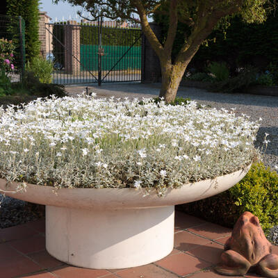 Gypsophila repens - Kriechendes Gipskraut - Gypsophila repens