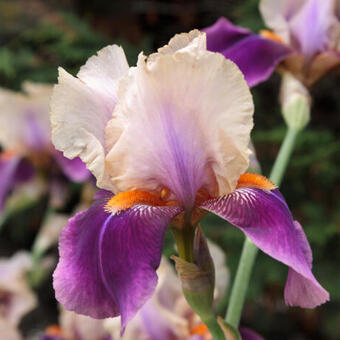 Iris germanica