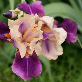 Iris germanica