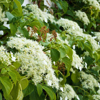 Hydrangea anomala subsp. petiolaris