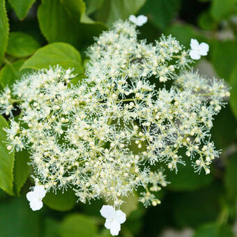 Hydrangea anomala subsp. petiolaris