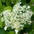 Hydrangea anomala subsp. petiolaris