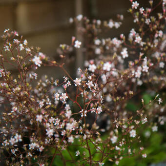 Saxifraga x urbium