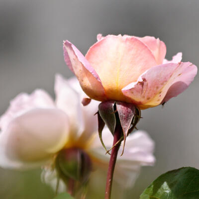 Rosa 'Nostalgie' - 