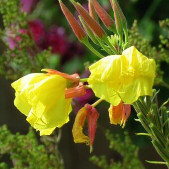 Oenothera glazioviana