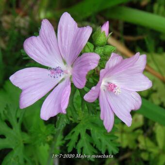 Malva moschata