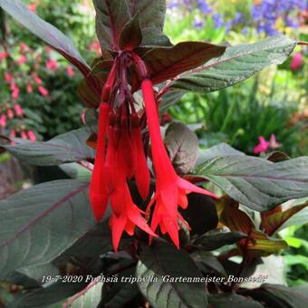 Fuchsia triphylla 'Gartenmeister Bonstedt'