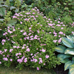 Spiraea japonica 'Little Princess' - Spiraea japonica 'Little Princess' - Spiraea japonica 'Little Princess'