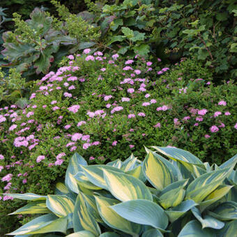 Spiraea japonica 'Little Princess'