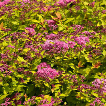 Spiraea japonica 'Goldflame'