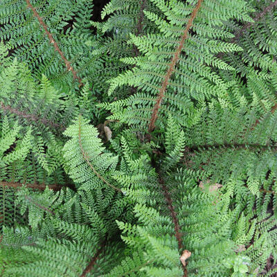 Dryopteris atrata - Dryopteris atrata