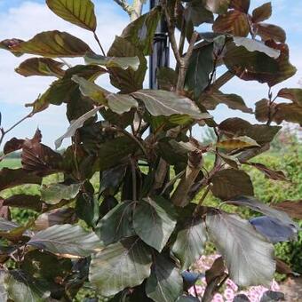 Fagus sylvatica 'Purpurea Latifolia'